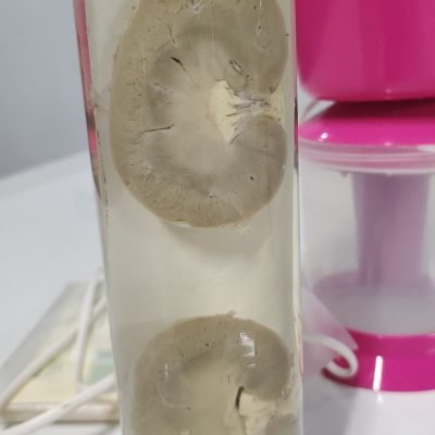 HUMAN ANATOMY & PHYSIOLOGY LAB