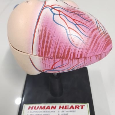 HUMAN ANATOMY & PHYSIOLOGY LAB