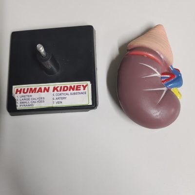 HUMAN ANATOMY & PHYSIOLOGY LAB