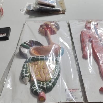 HUMAN ANATOMY & PHYSIOLOGY LAB